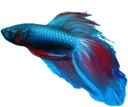 betta