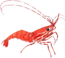 shrimp2 shrimp2