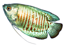 gourami Discord emoji