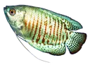 gourami gourami