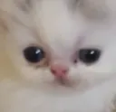smolkitty
