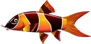 clown_loach clown_loach