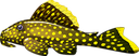 pleco2 Discord emoji