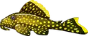 pleco2