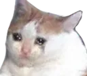 sadcat