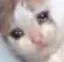 sadkitty