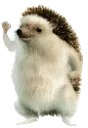 HahaYes HahaYes
