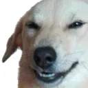 smuggo