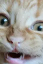 Cat Cat
