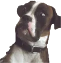 thefucc