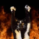 catrise catrise