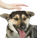 DogePatGIF DogePatGIF