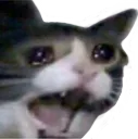 sadcate