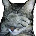 Catfacepalm CatFacePalm Discord Emoji