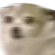 doggo