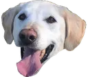 lildood lildood