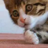 aCatOhShit