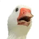 GaspGoose