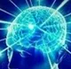 brain