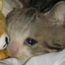 sadcat3
