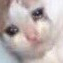 sadcat5