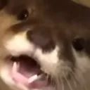 otter