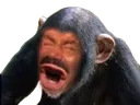 RisiSingerie