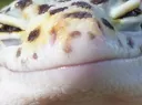 SMILINGECKO SMILINGECKO