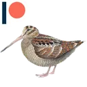woodcock