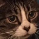 kitty