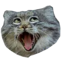 awesomecat awesomecat