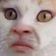 unamused