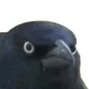 Judged