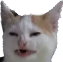 catnani