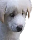 Sadpupper