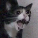 OMEGAPOGCAT