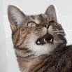 junimeow