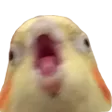 rawzyqREE