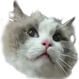 jrpOhMyMagoo