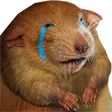 tdogSad