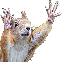 SQUIRL SQUIRL