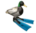 duckboi