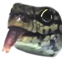 skinktongue