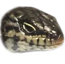 skinkdisappointed