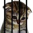 catJail catJail