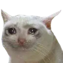 crycat crycat