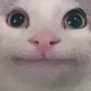 kmscat
