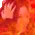 JisooFlame