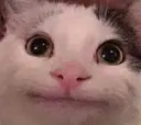 helo helo