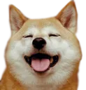 Doge